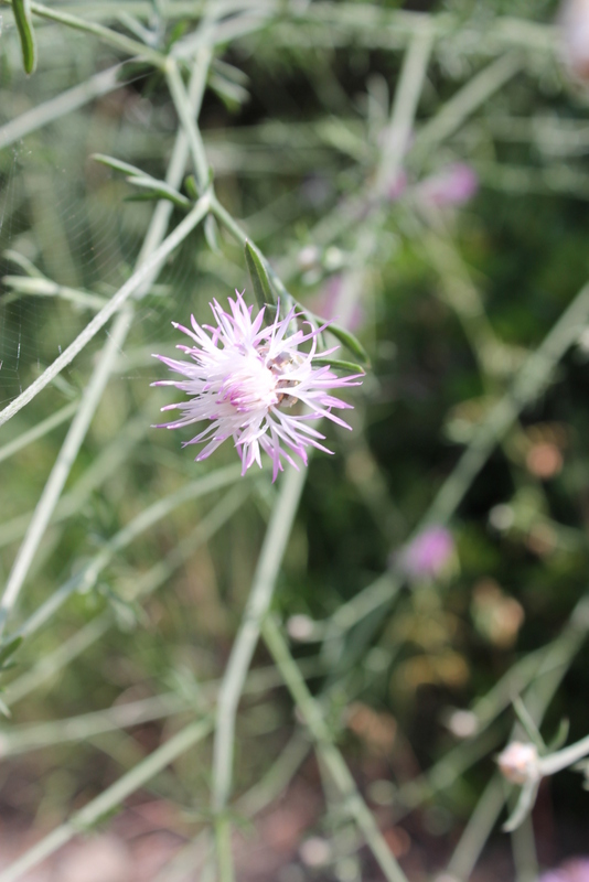 Campi Flegrei - Centaurea deusta